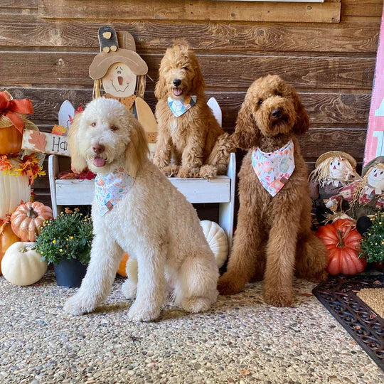 Happy Fall Yall!
