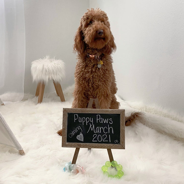 Yall! Lucy is having puppies in March