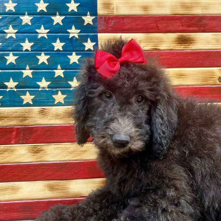 Happy Independence Day