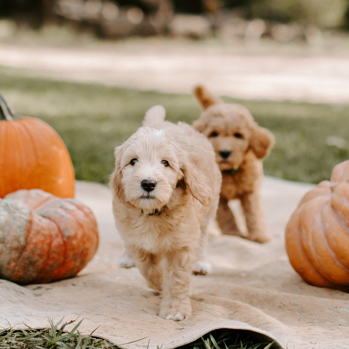 Puppy's are getting ready for their furever homes