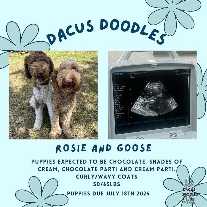 Rosie X Goose Update