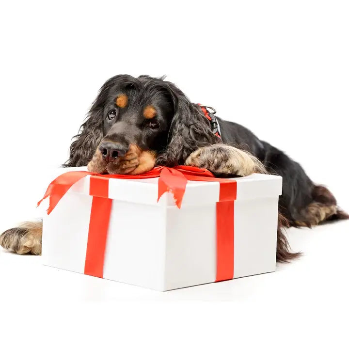 Dacus Doodle Subscription Box