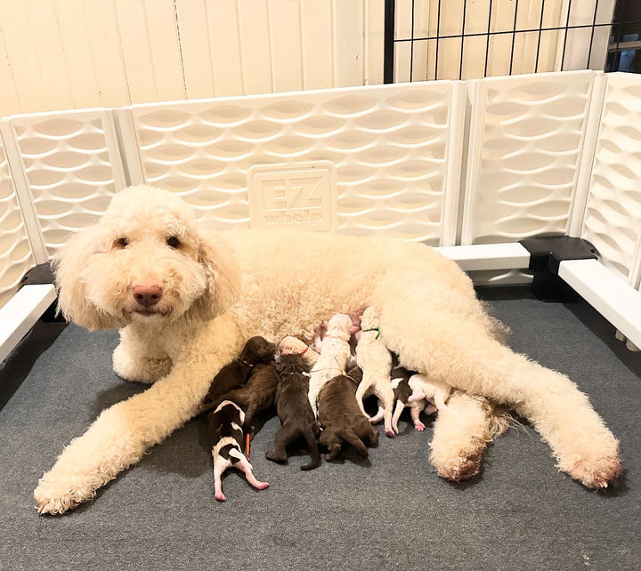 The Importance of Early Socialization in Puppies