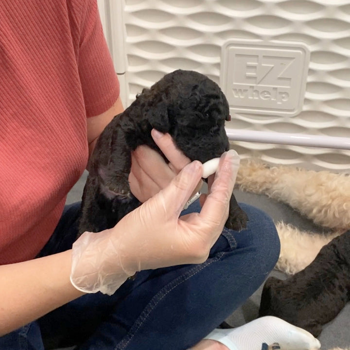 Diabetic Alert Dog Imprinting