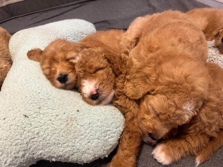 Pawtree Puppy Go Home List!