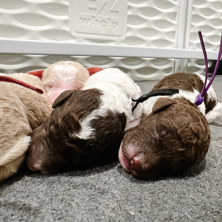 Meet the Lady and The Tramp Litter