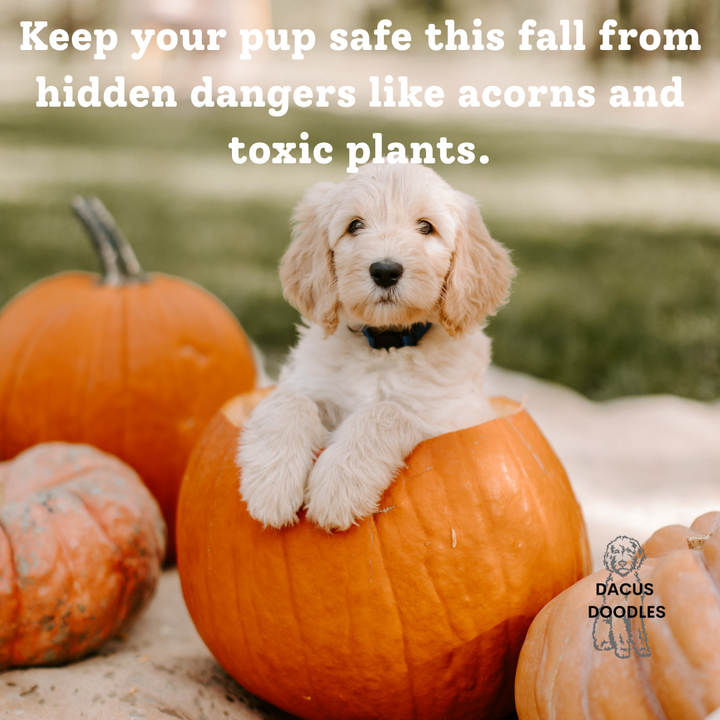 🍂🐾 Fall Safety Tips for Dog Parents 🐾🍂