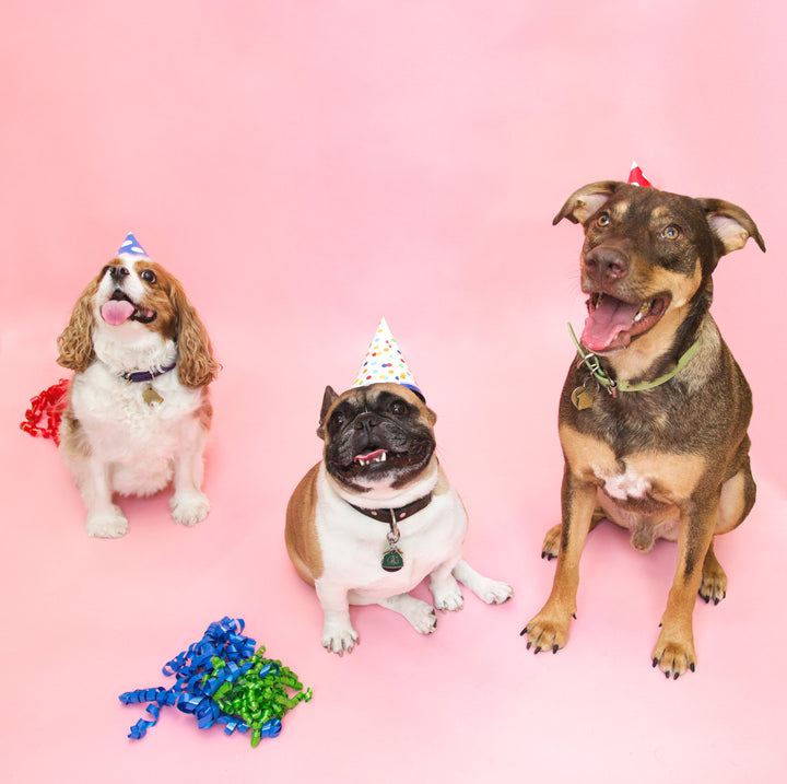 Finding a great doggie daycare!🐶 😍
