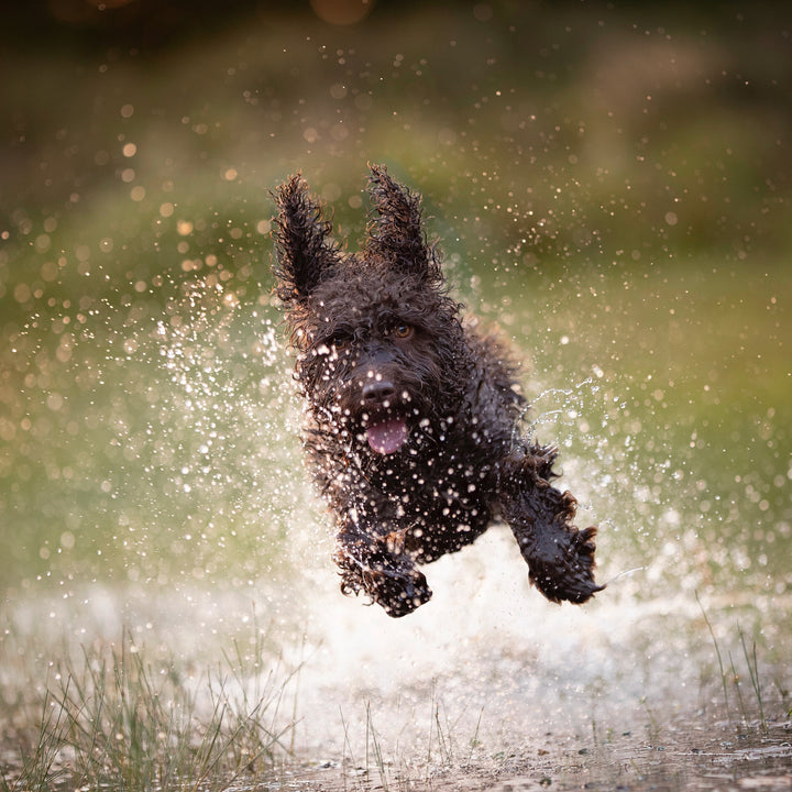 Keep Your Dog Cool in the Summer Heat