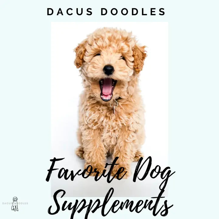 Our Favorite Dog Supplements