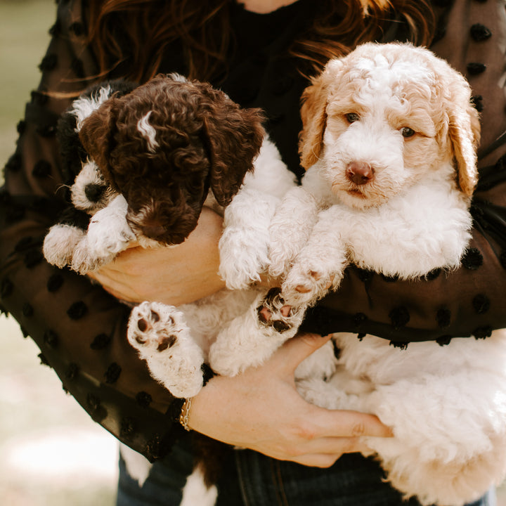 goldendoodle puppies for sale in texas