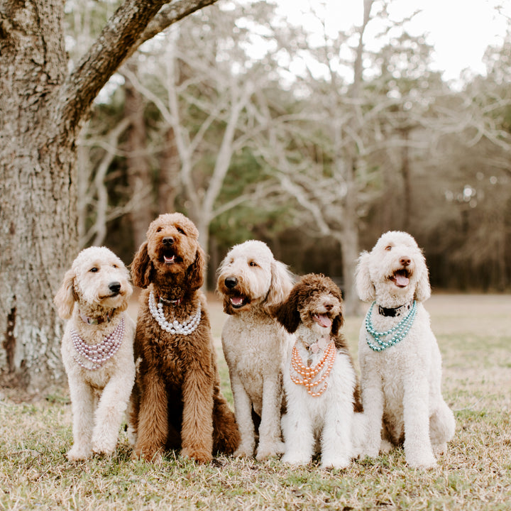 Dacus Doodle Goldendoodle puppies for sale in Texas