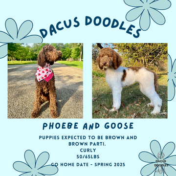 Phoebe and Goose 2025 Litter