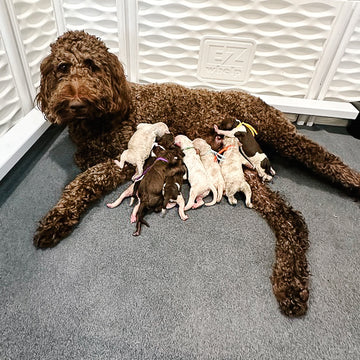 Dutch Bros Litter Phoebe x Goose