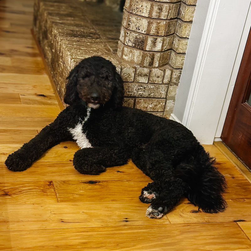 Black Goldendoodle in Montgomery Texas