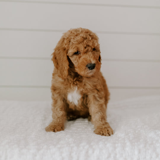 Diabetic Alert Service Dogs