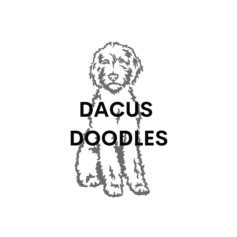 Dacus Doodles