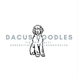 Goldendoodle Breeder Texas Dacus Doodles 
