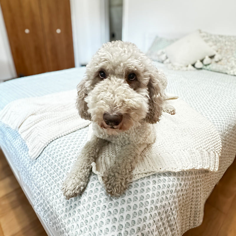 diamond standard goldendoodle
