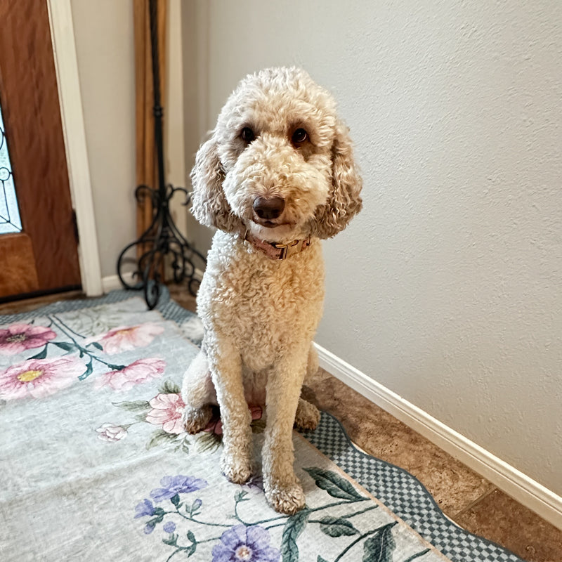 diamond standard multigen goldendoodle