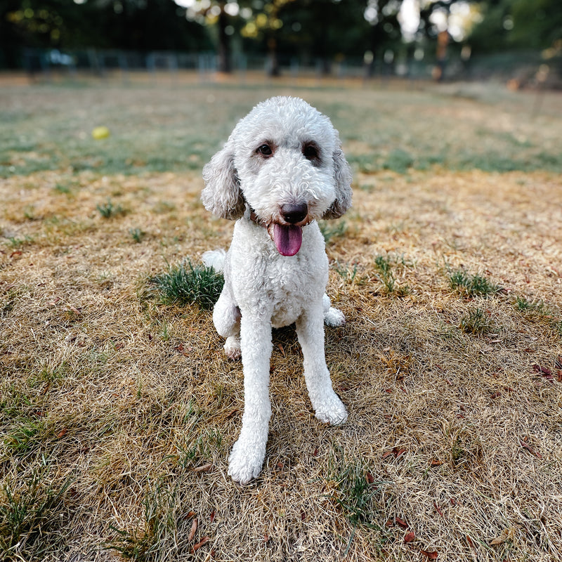 Diamond Multigen goldendoodle