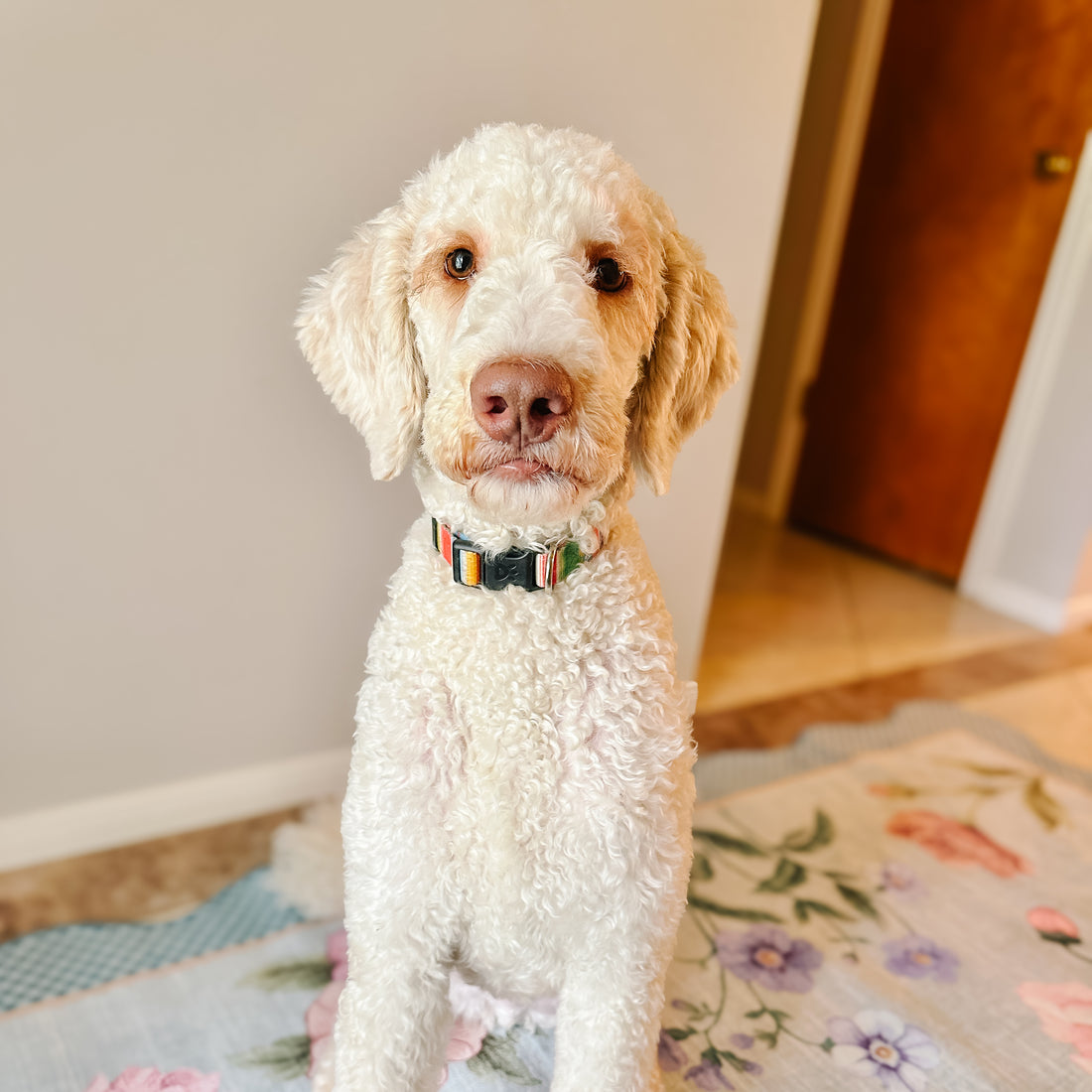Standard cream goldendoodle montgomery texas