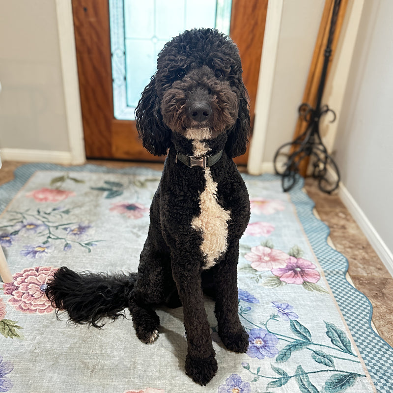 black standard goldendoodle Fritz Montgomery Texas