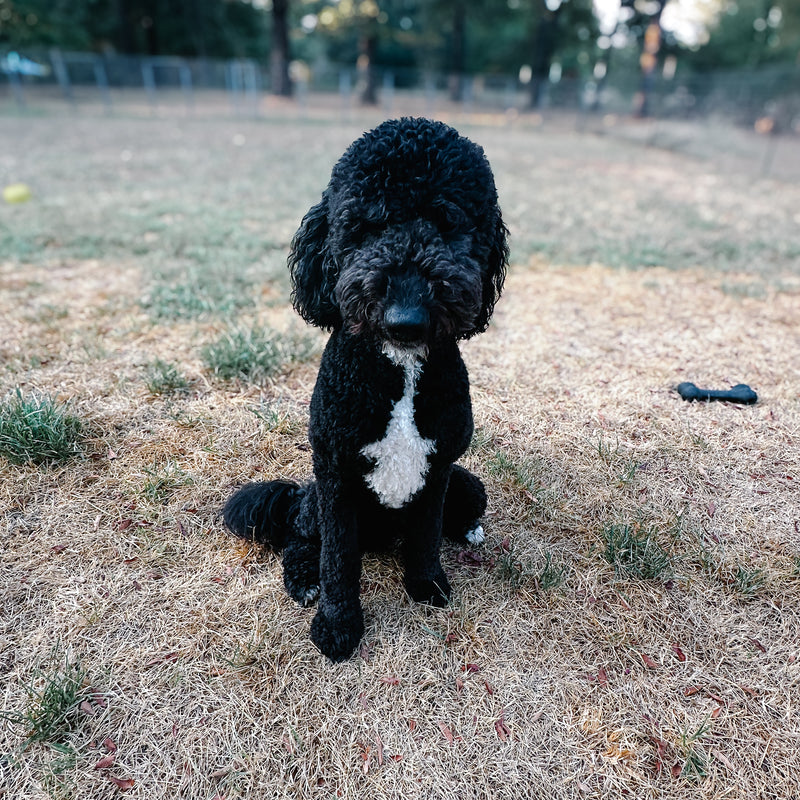 black goldendoodle Fritz Montgomery