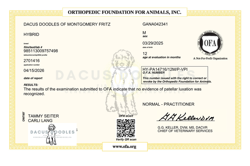 OFA Patella  - Normal