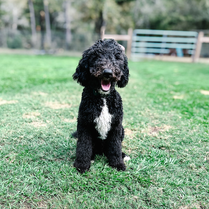 Black Goldendoodle in Montgomery Texas Fritz