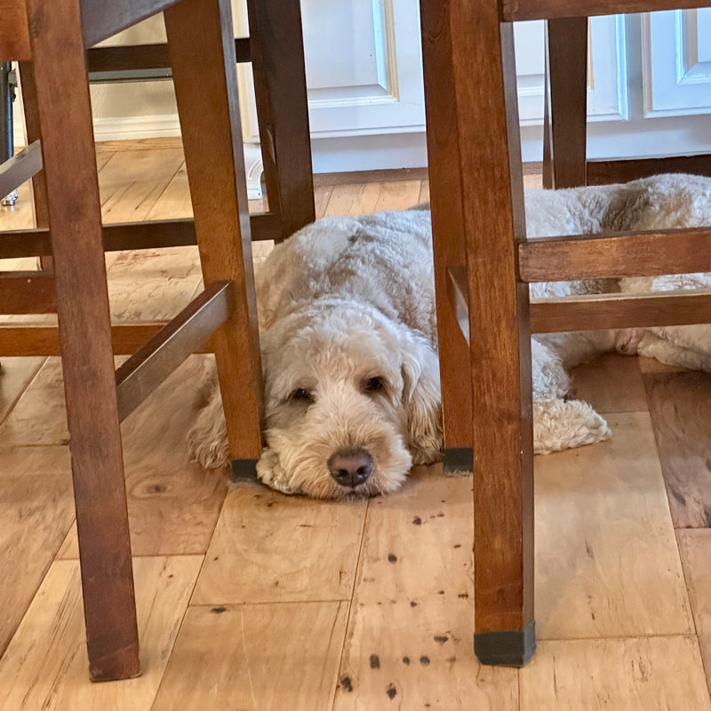 Goldendoodle Lake Conroe Texas 