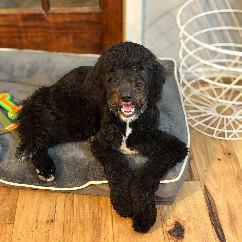 Standard Goldendoodle Montgomery Texas Fritz