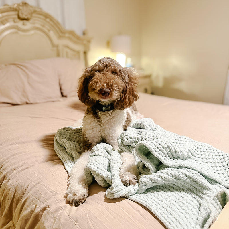 Goldendoodle Beaumont Texas Goose