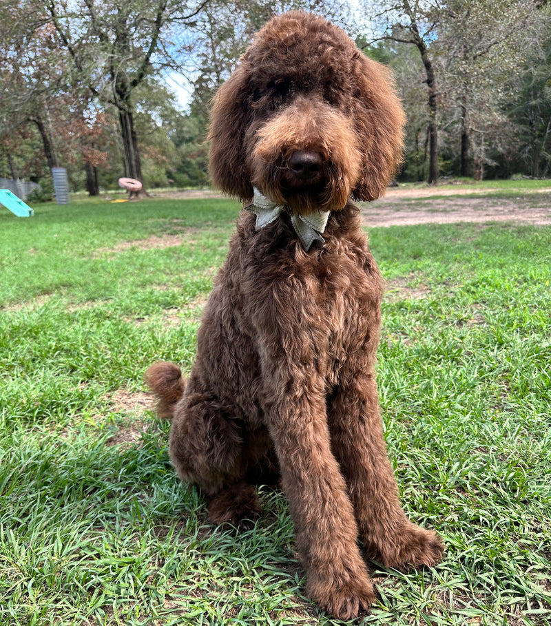 Multigen Goldendoodle Montgomery Texas