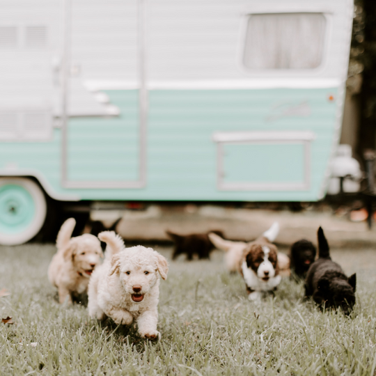 Goldendoodle puppies playing Dacus Doodles