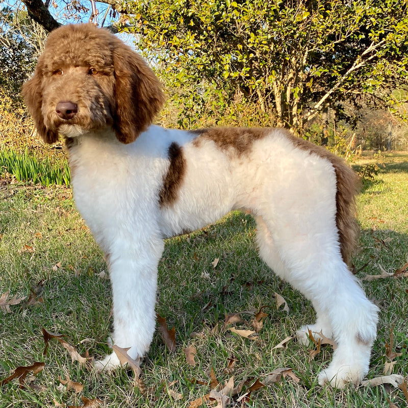 Brown Parti Goldendoodle Beaumont Texas