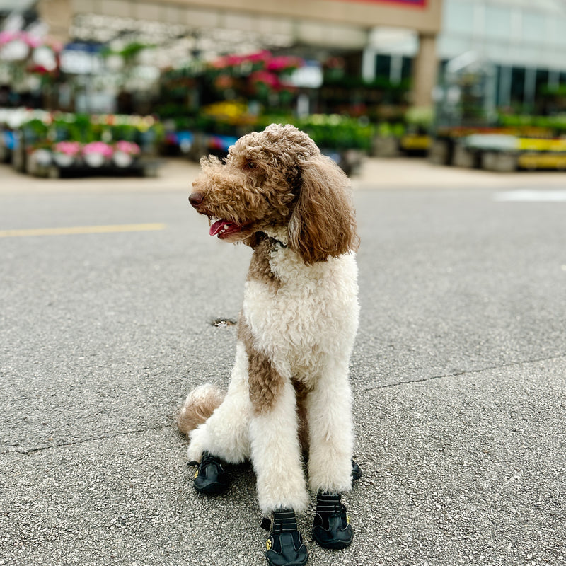 Standard Goldendoodle Goose on an outing at Lowes