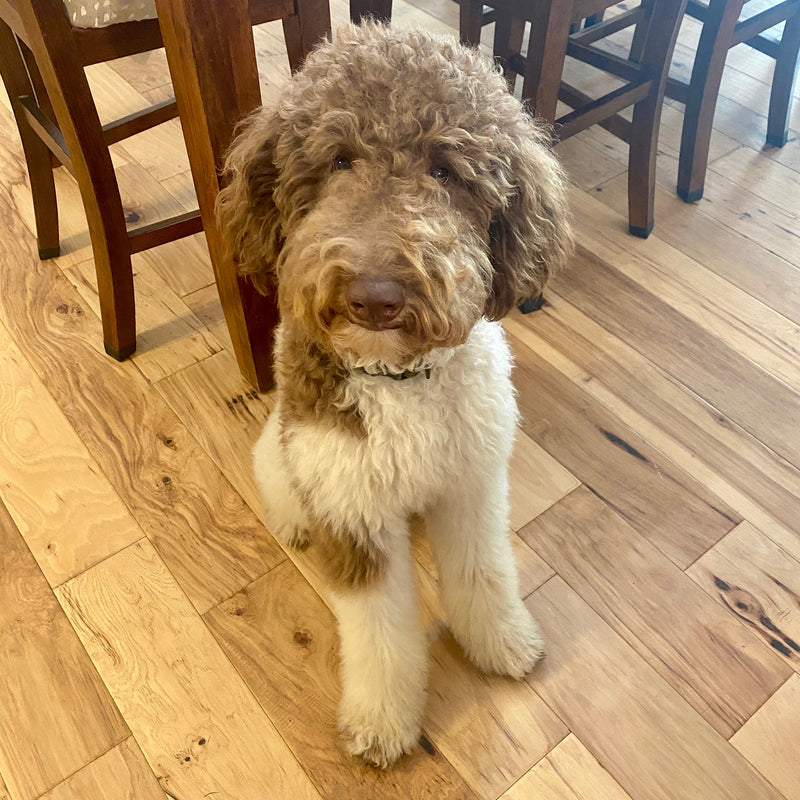 Multigen Goldendoodle Goose in Montgomery Texas