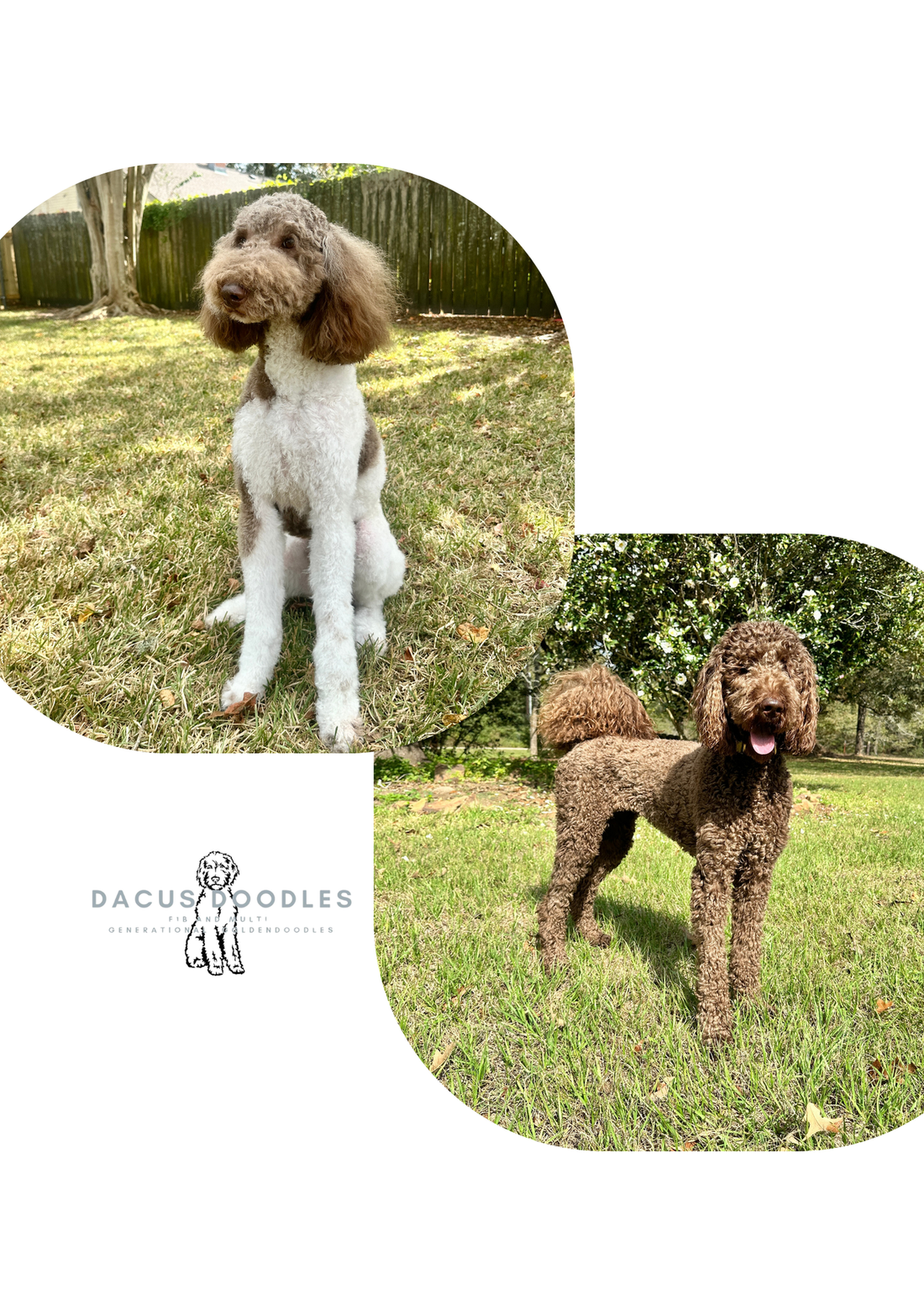 Goldendoodle Breeder Lake Conroe Texas