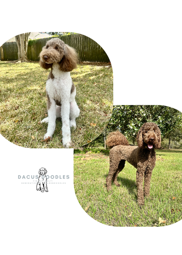 Phoebe and Goose Spring 2026 Reservation Fee