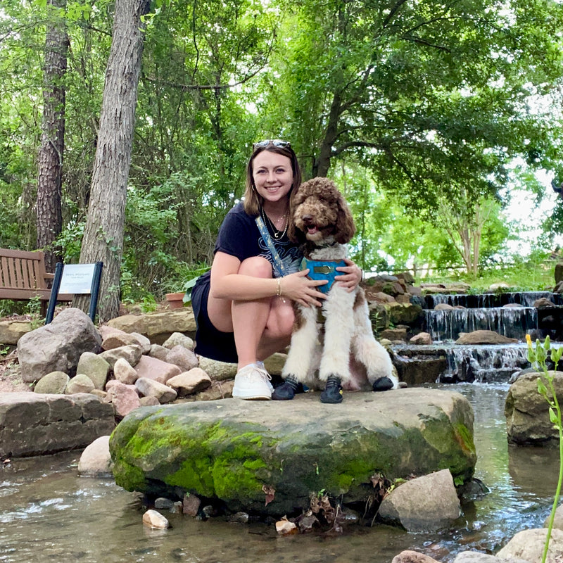 Standard Parti Goldendoodle in Montgomery Texas