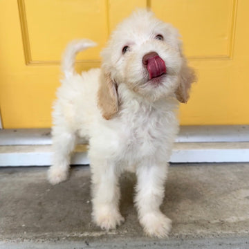 Icing On The Cake Litter - Spice