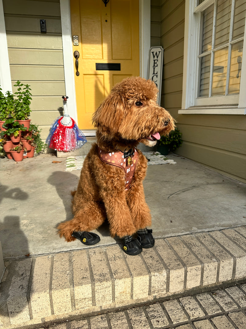 red goldendoodle Beaumont Texas