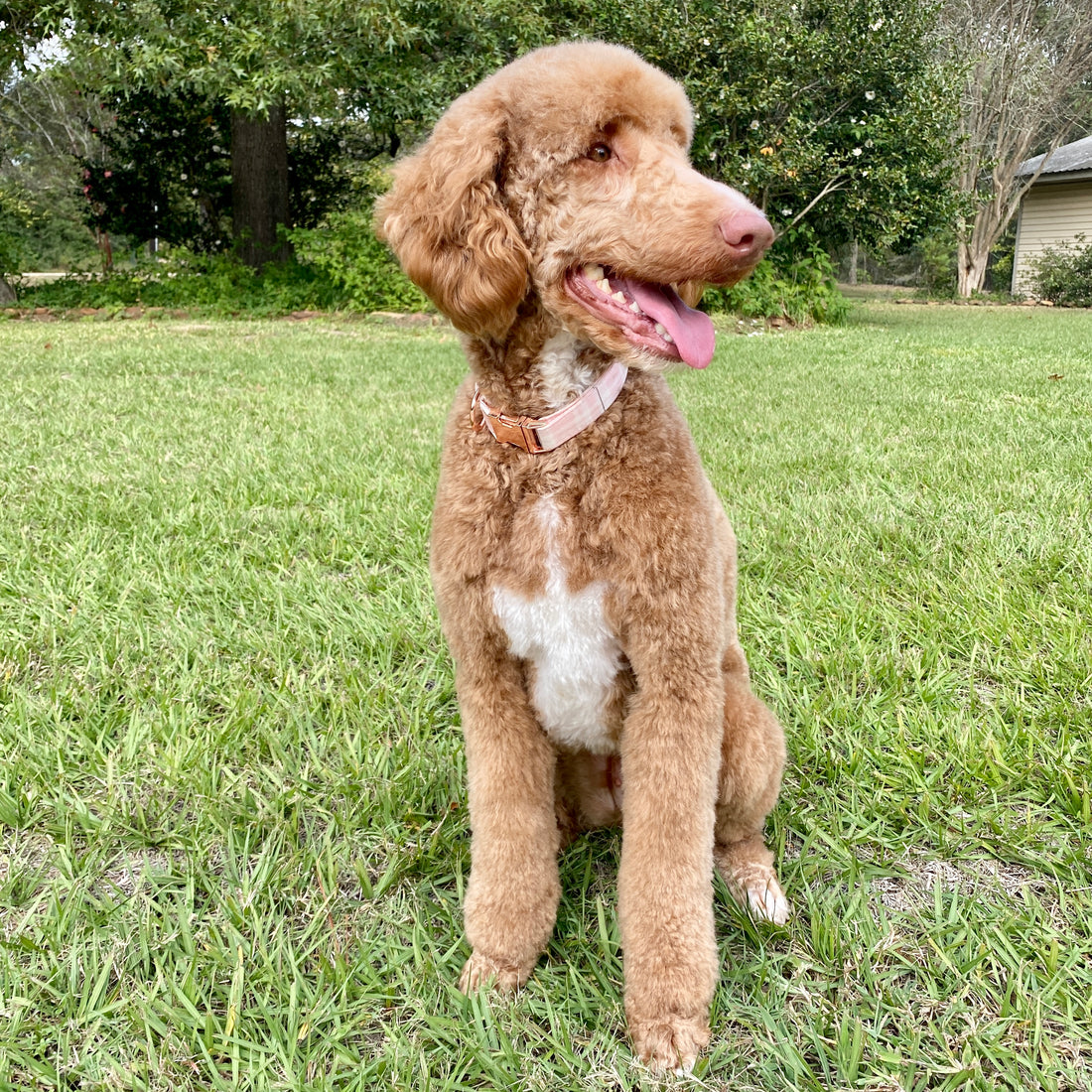 Rosie Rae