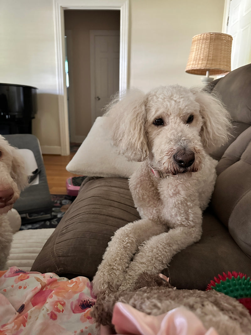 adult goldendoodle