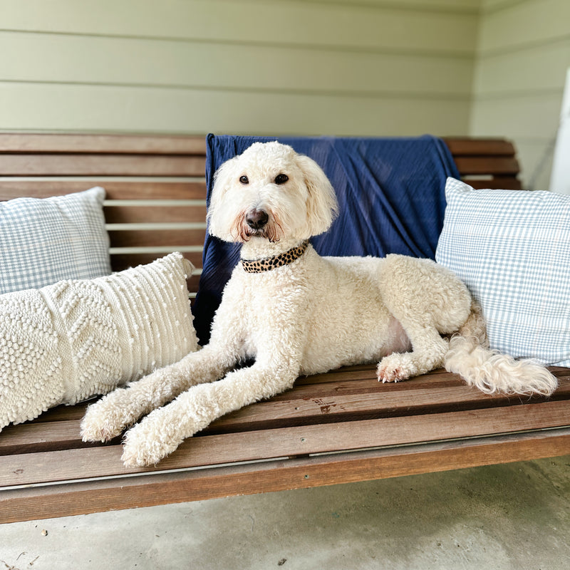 Cream Goldendoodle Texas