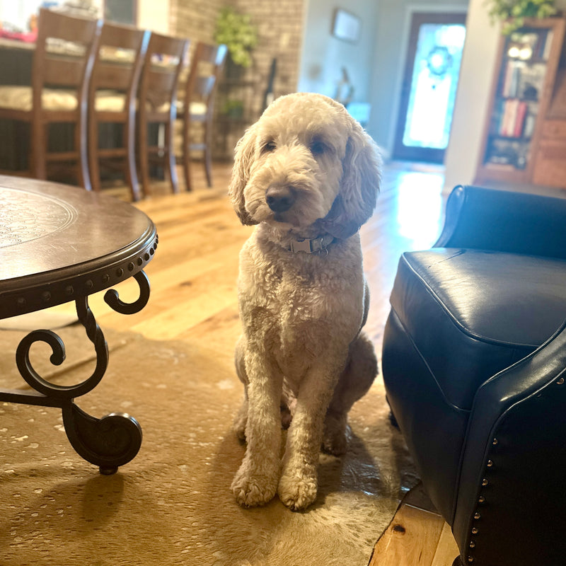 Goldendoodle stud Montgomery Texas