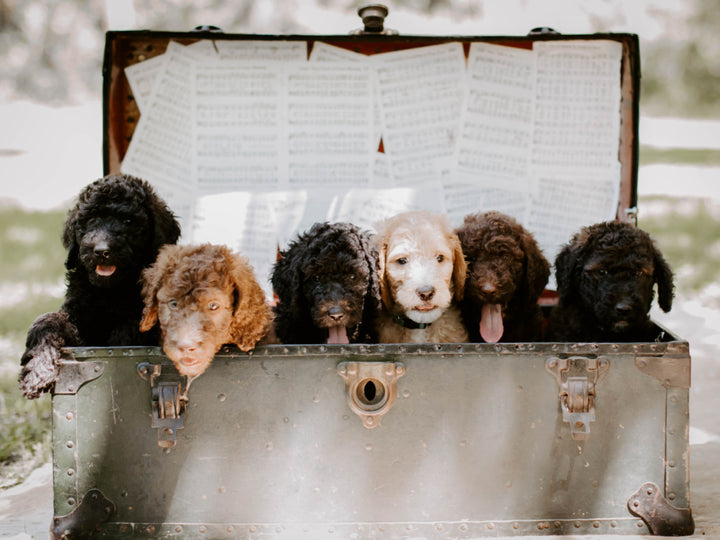 Multigen Goldendoodle puppies in Texas Dacus Doodles