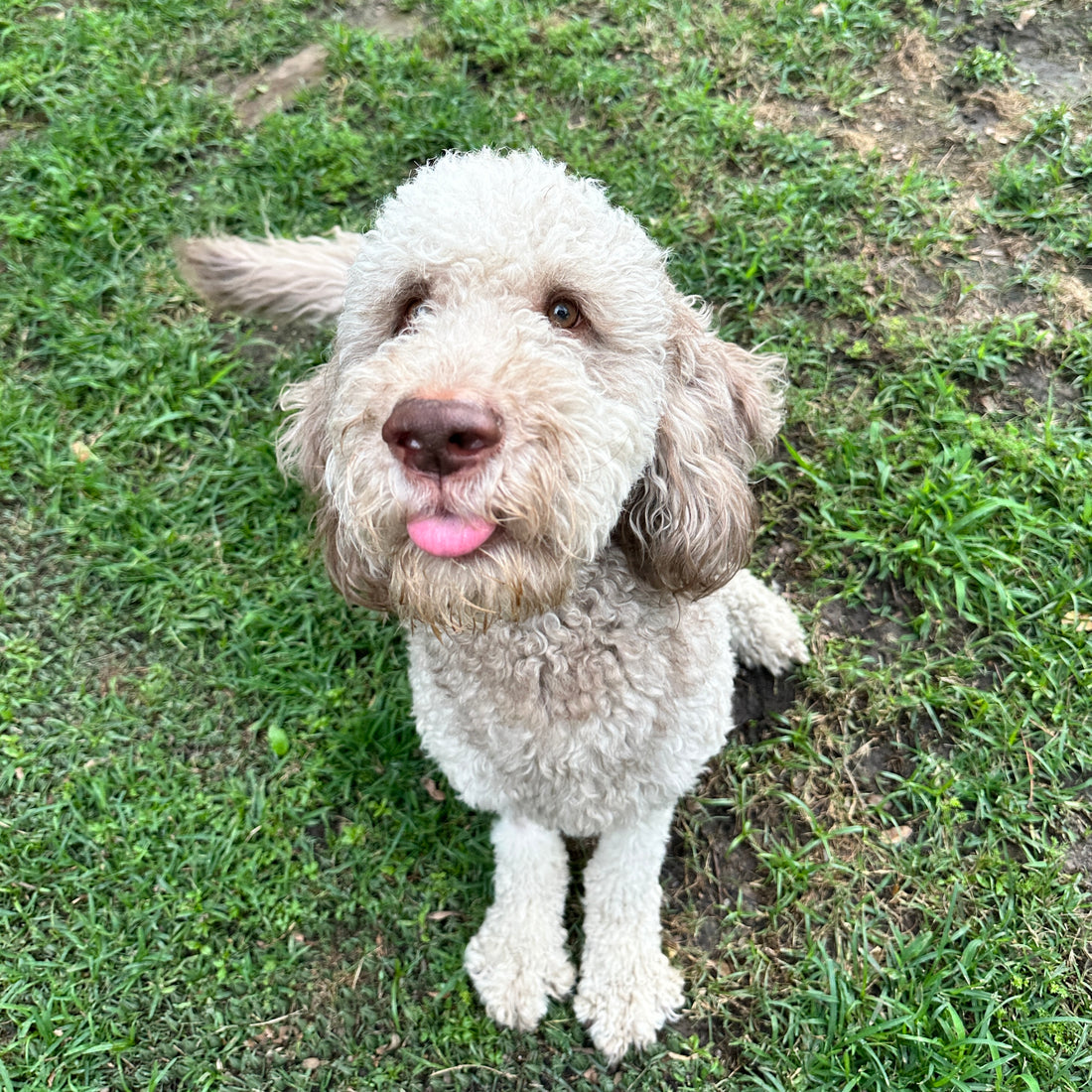 Standard Goldendoodle in Beaumont Texas