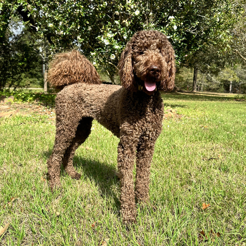 standard goldendoodle in Montgomery Texas 
